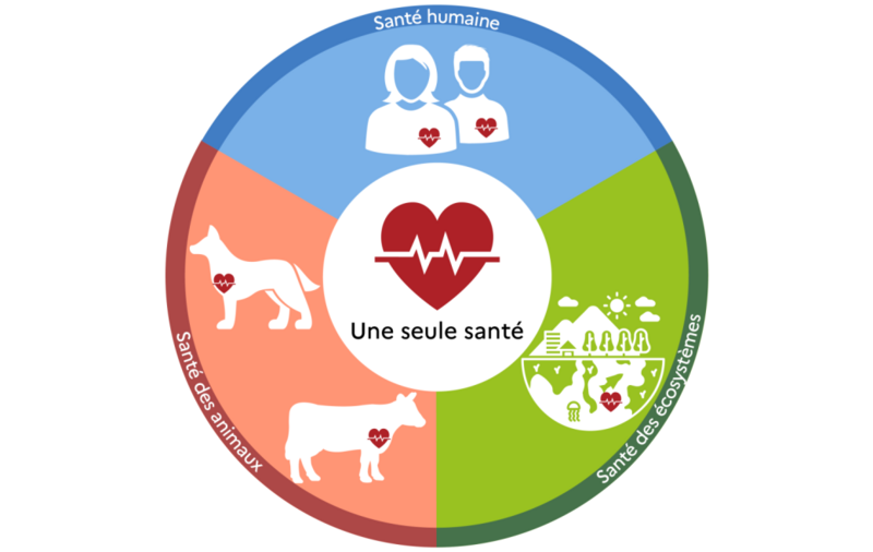 Infographie une seule santé